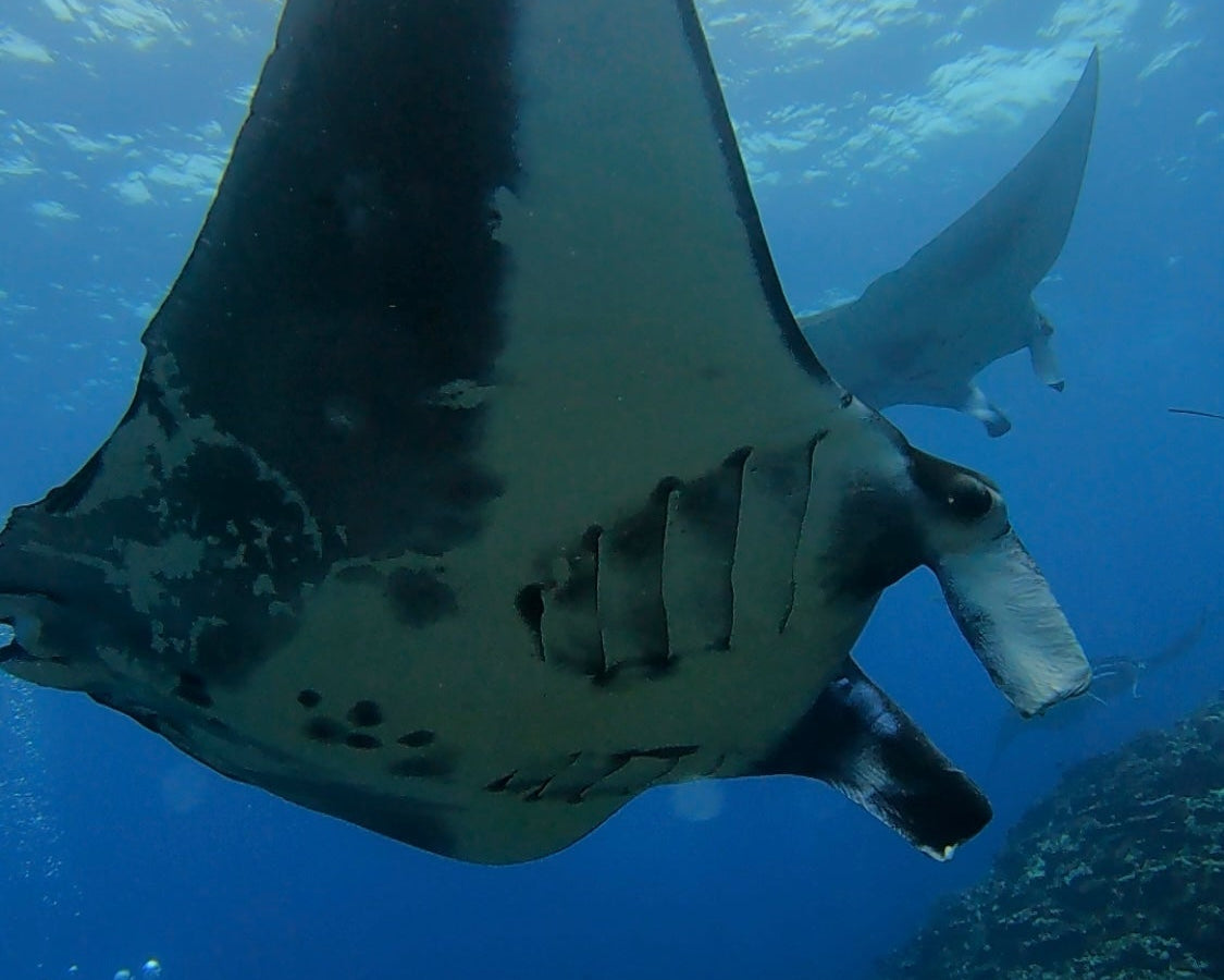 マンタ神回👏🏾