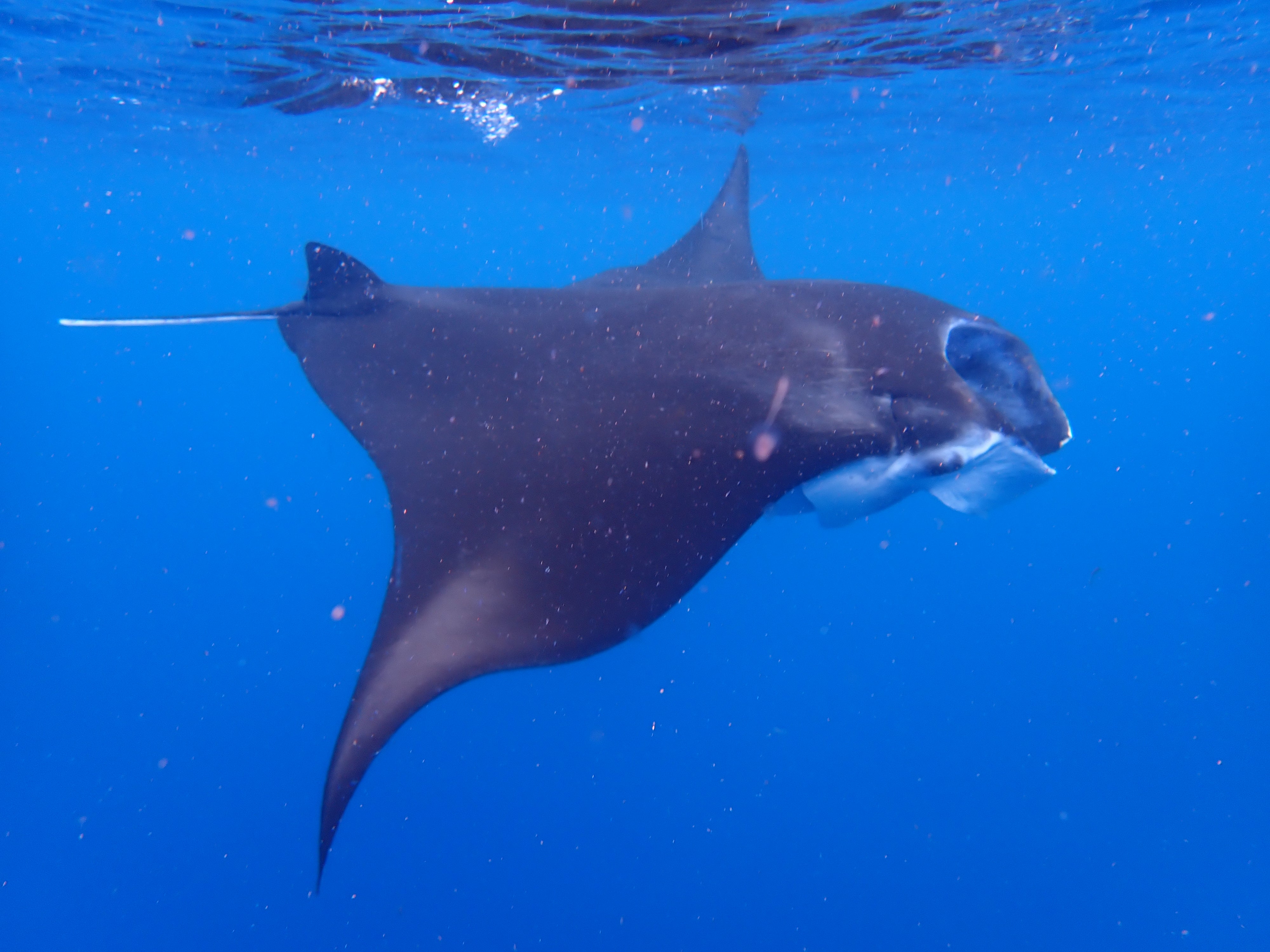 水面マンタがあちぃ❤️🔥❤️🔥❤️🔥