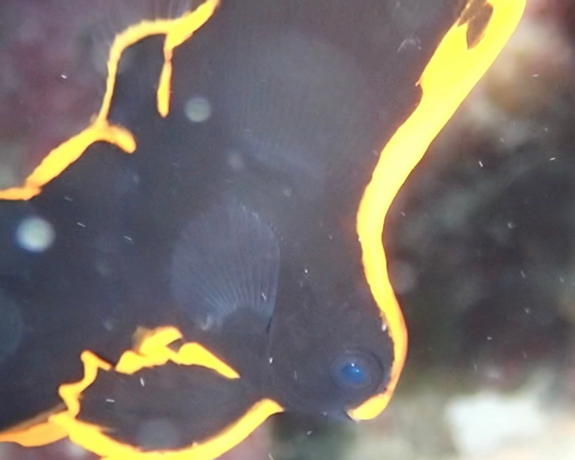 たいふーーーん🌪️