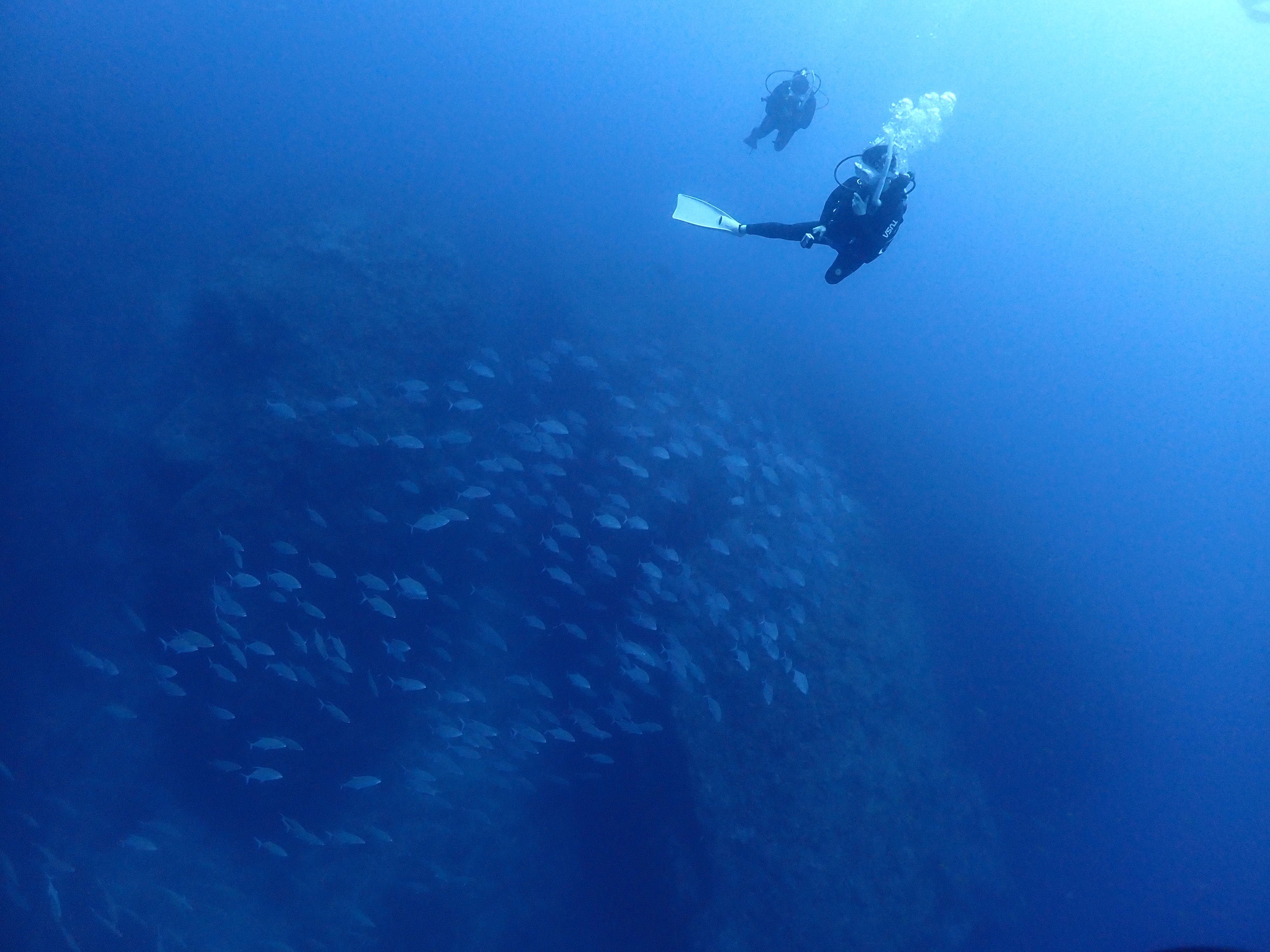 魚群を求めて🐟
