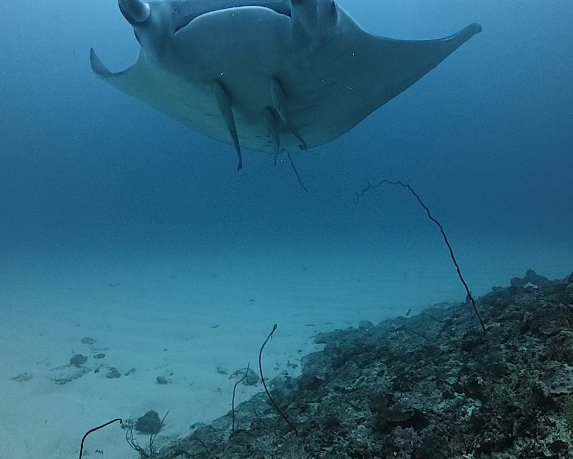 お久しぶりでござんすぅ