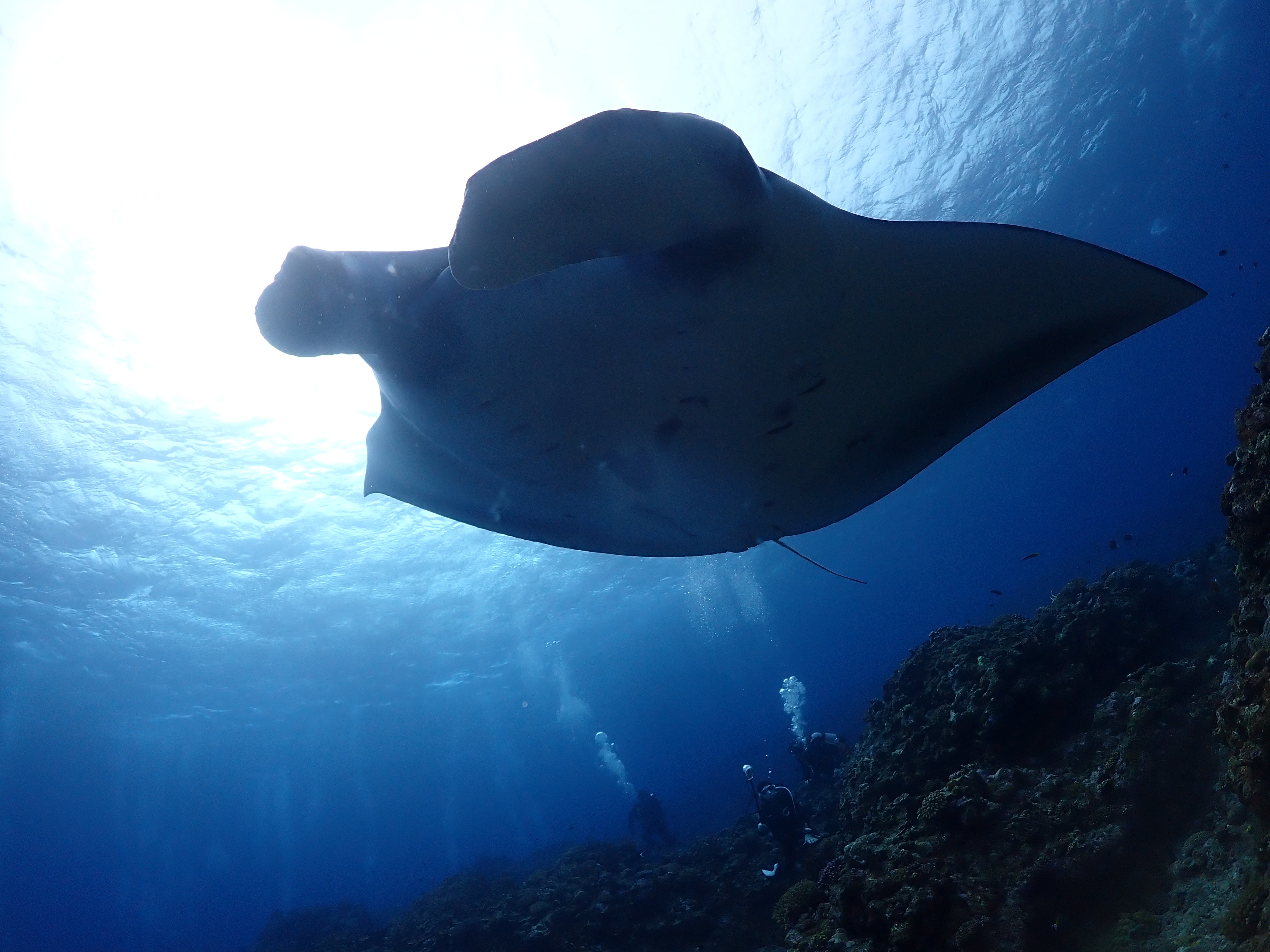 2026年も八重山の海を駆け回るぞぅ