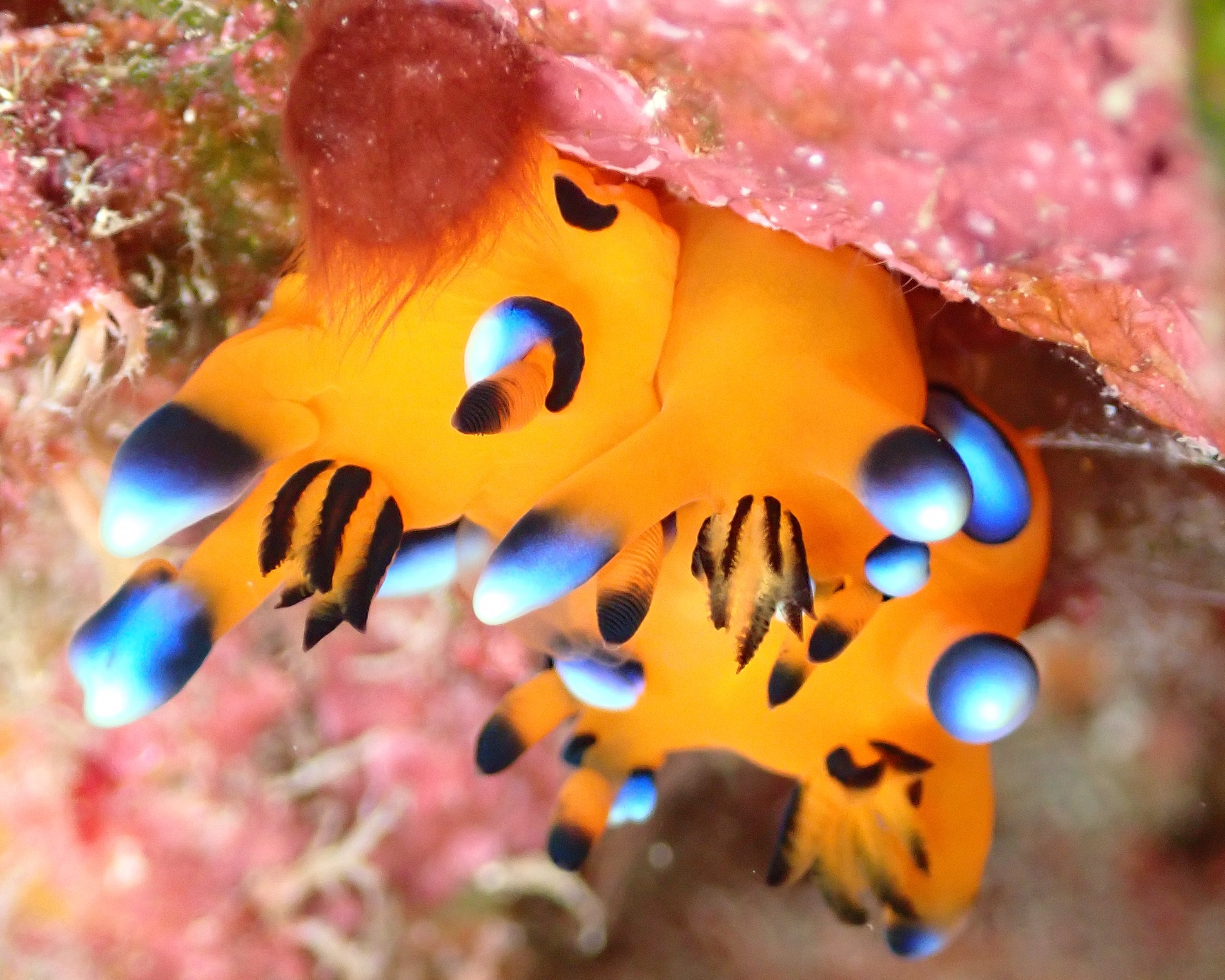 ワイドにマクロに☺️