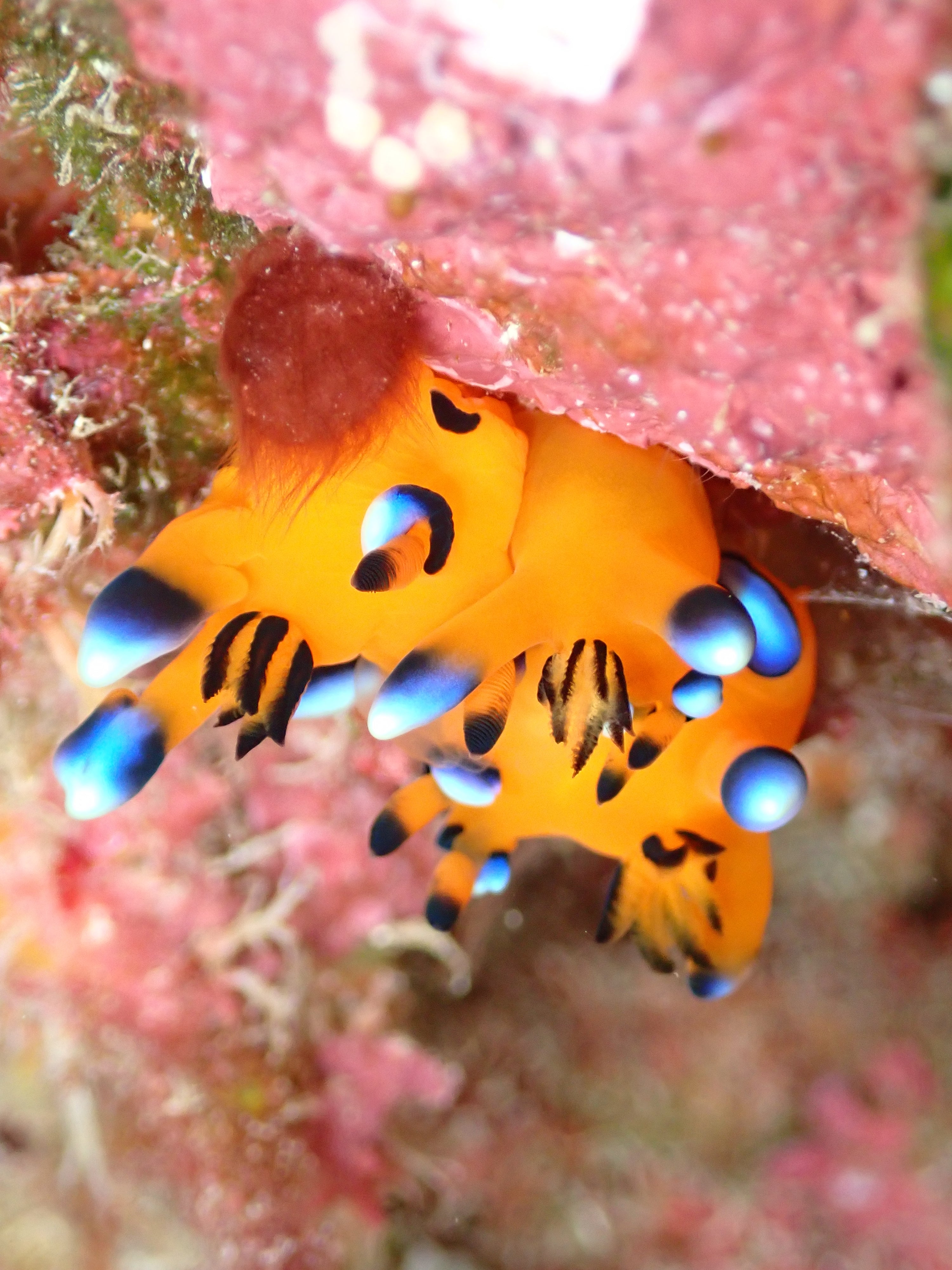 ワイドにマクロに☺️