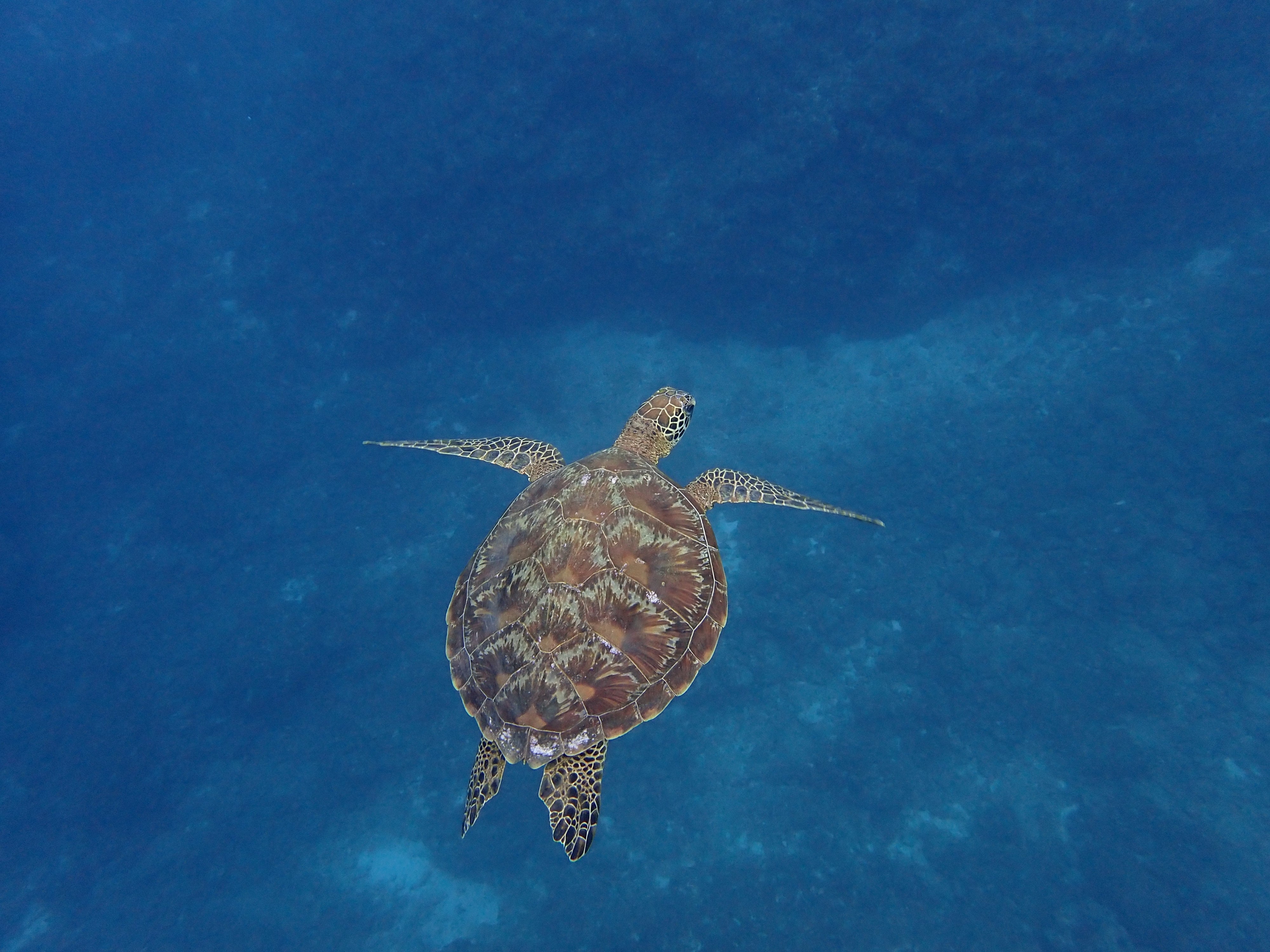 魚のことは魚に聞かないと😅